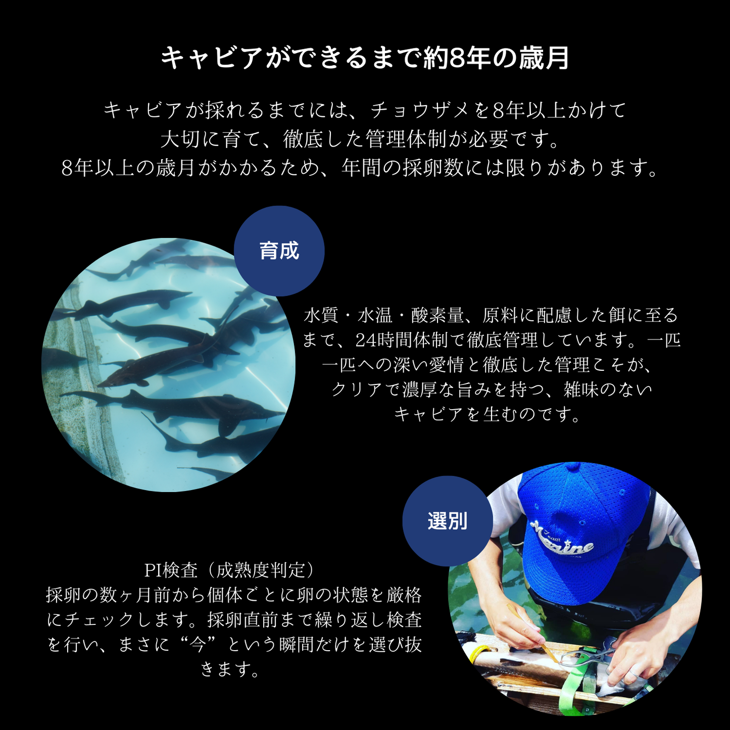 【数量限定】新見フレッシュキャビア 15g 百姓庵の塩仕立て － 日本橋ゆかり監修 －
